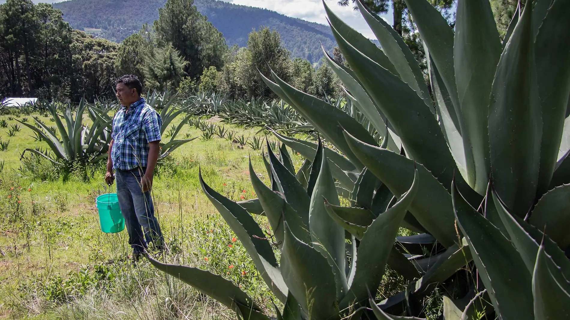 PULQUE TLALPUJAHUA_CHR_06